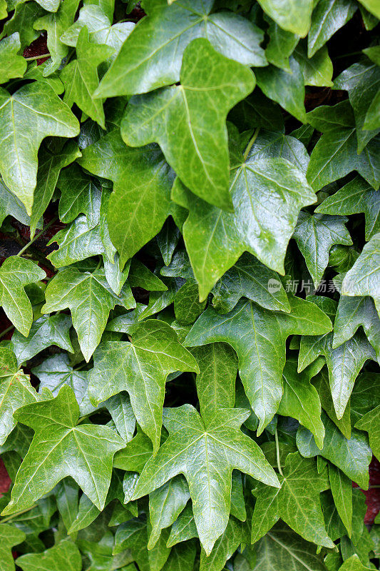 光滑的绿色英国常青藤叶子背景图像(hedera helix)